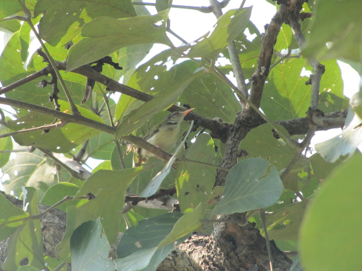 Common Tailorbird - Sandeep Biswas