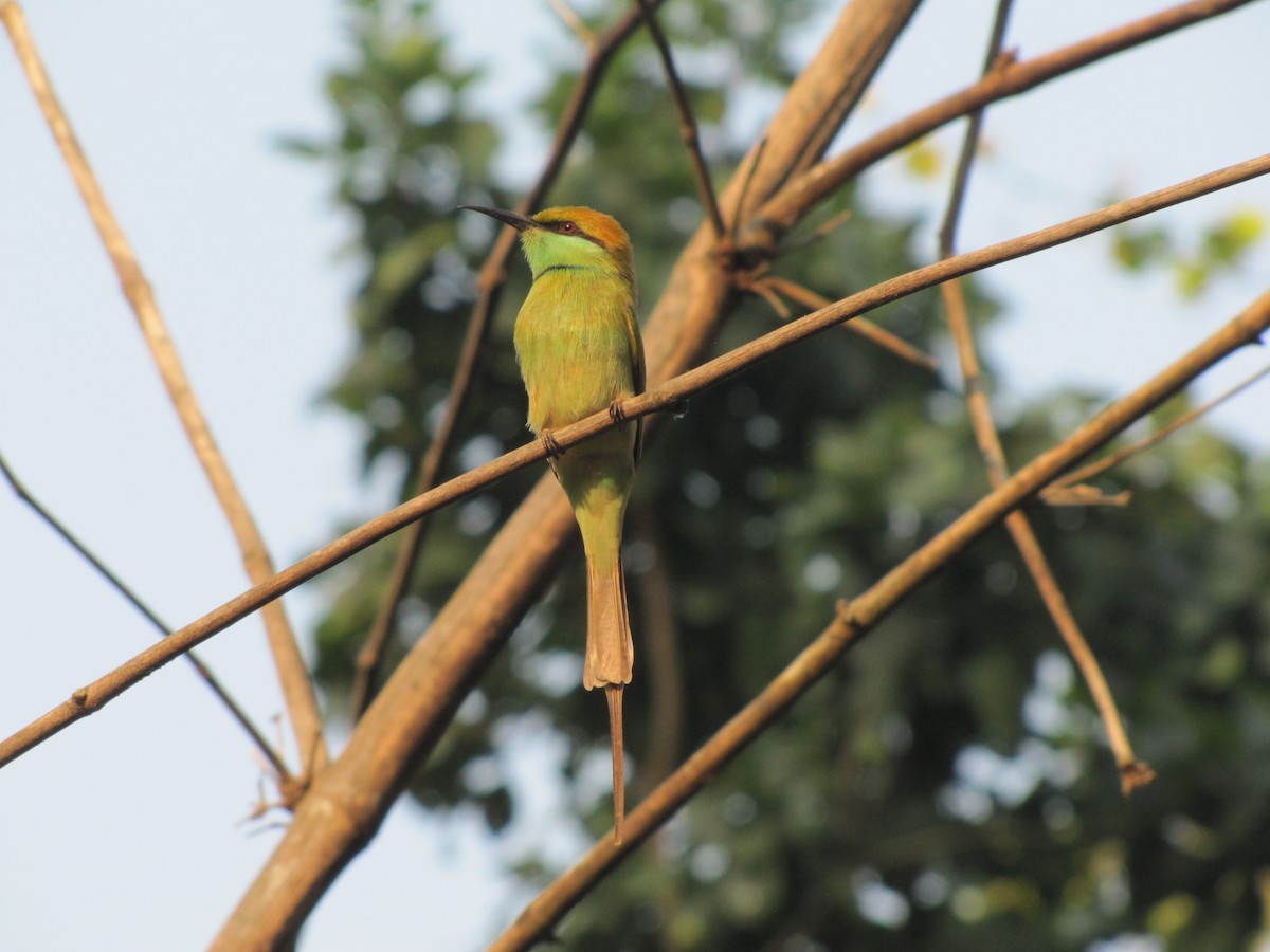 Asian Green Bee-eater - Sandeep Biswas