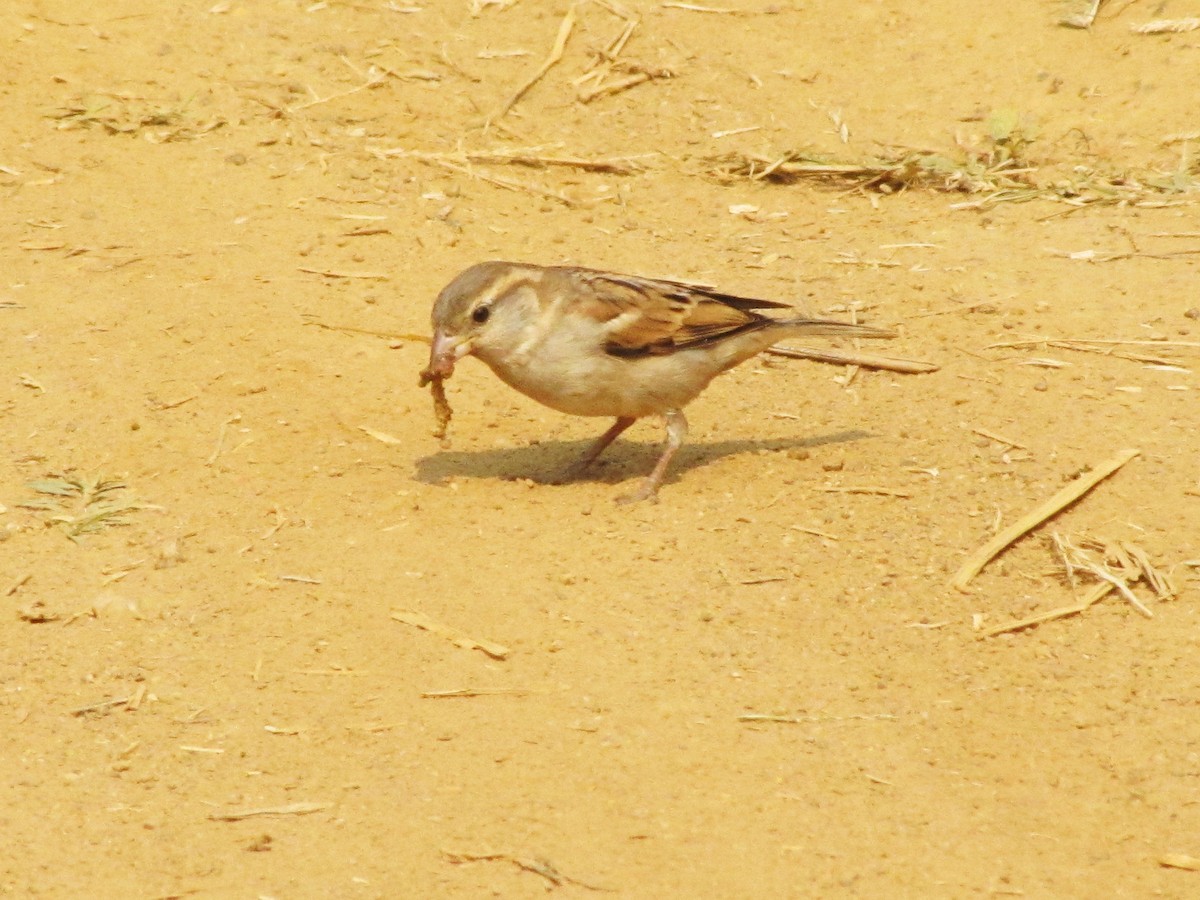 House Sparrow - Sandeep Biswas