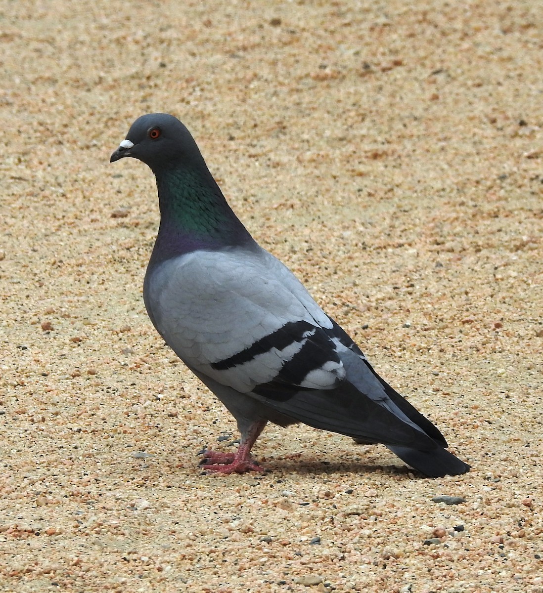 Сизый голубь (Одомашненного типа) - ML164704681