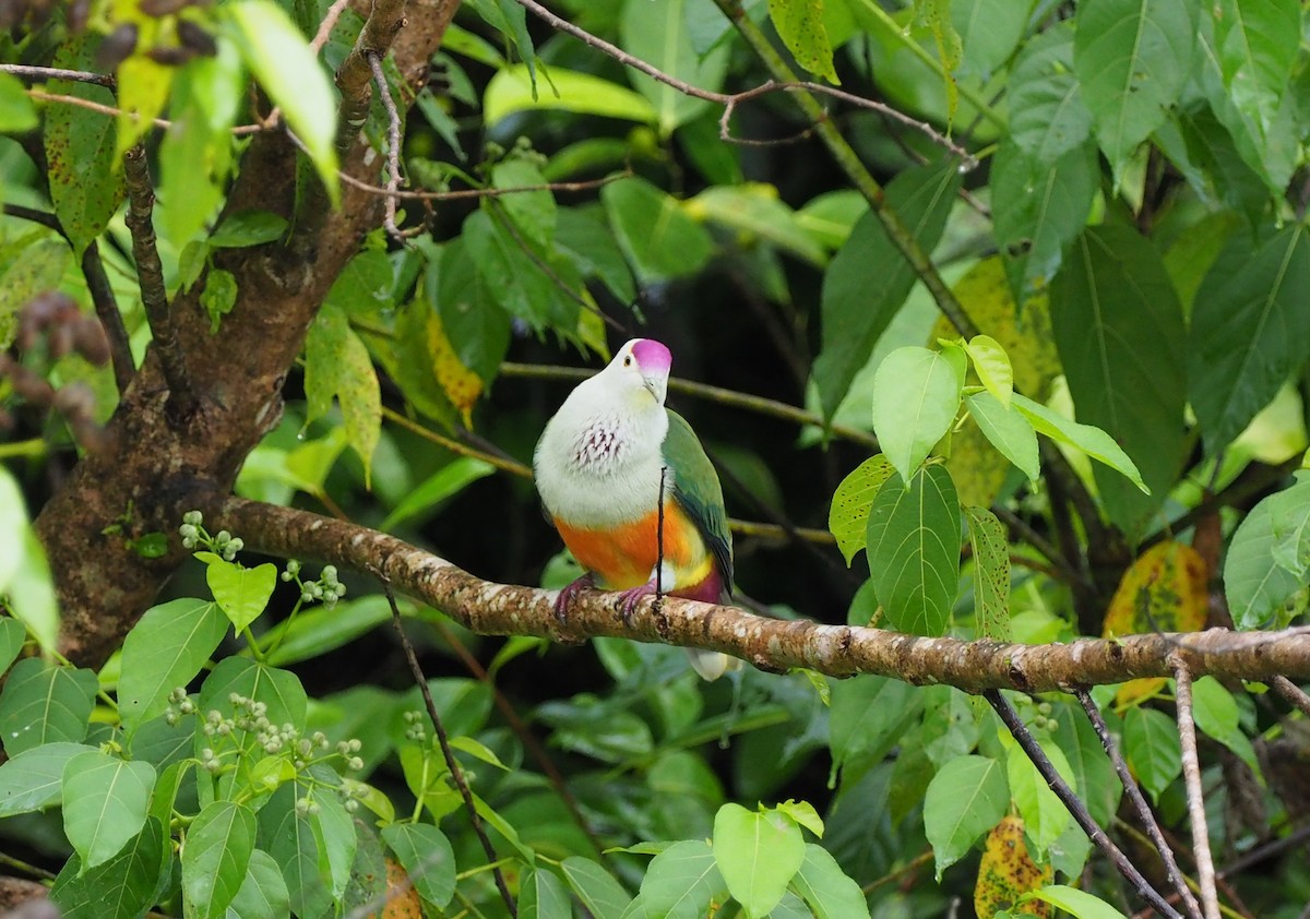Palau Fruit-Dove - ML164710301