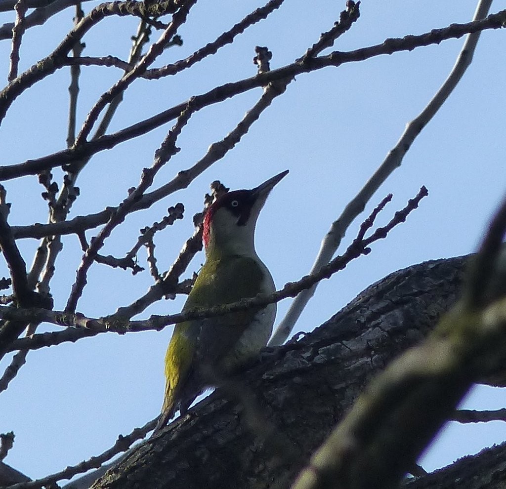 Eurasian Green Woodpecker - Lauren Gore