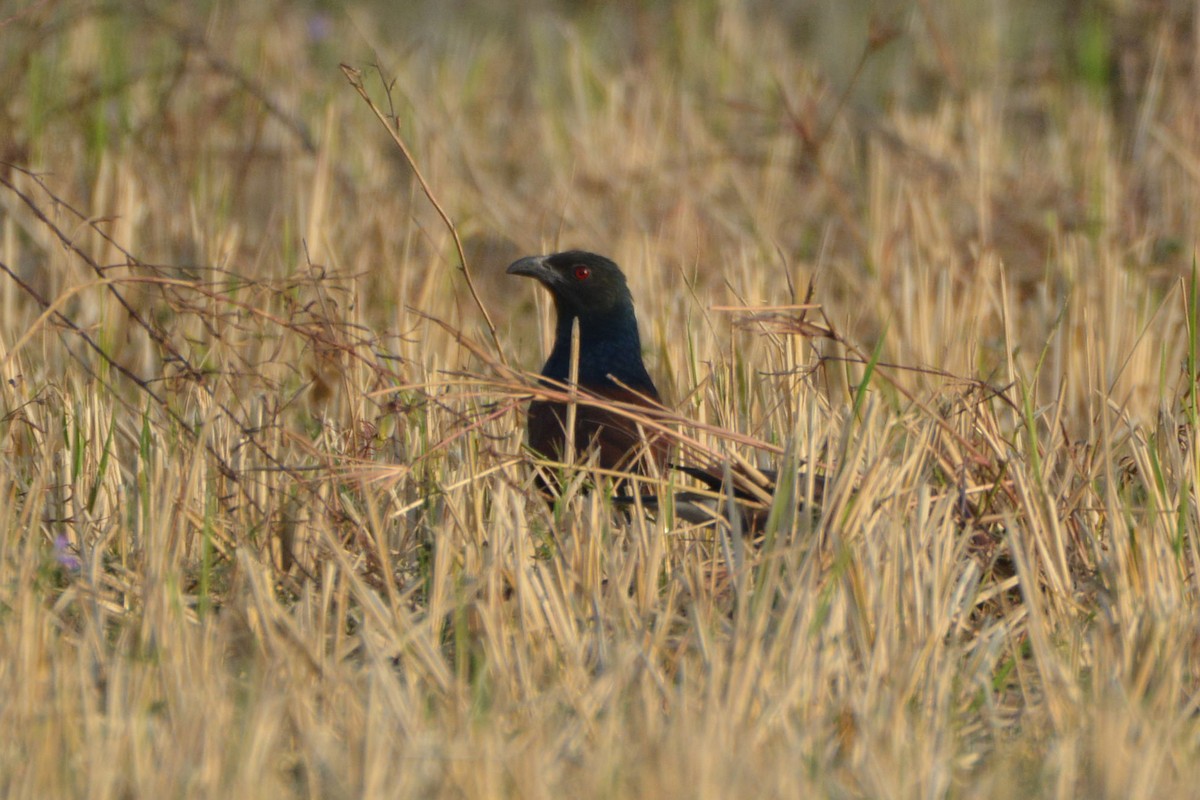 Greater Coucal (Greater) - ML164713831