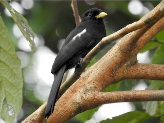  - Yellow-billed Nunbird