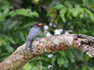  - Black-fronted Nunbird