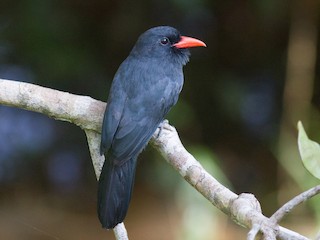  - Black-fronted Nunbird