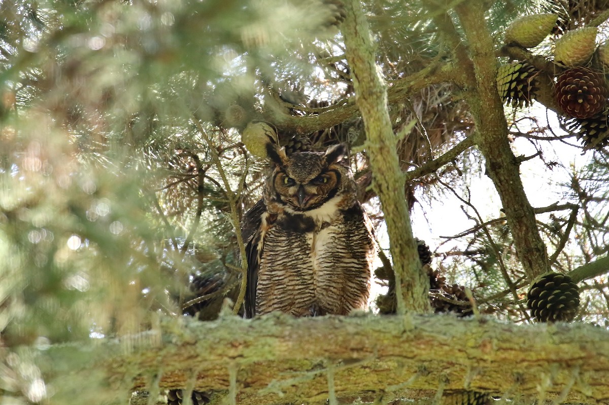 Great Horned Owl - ML164718751