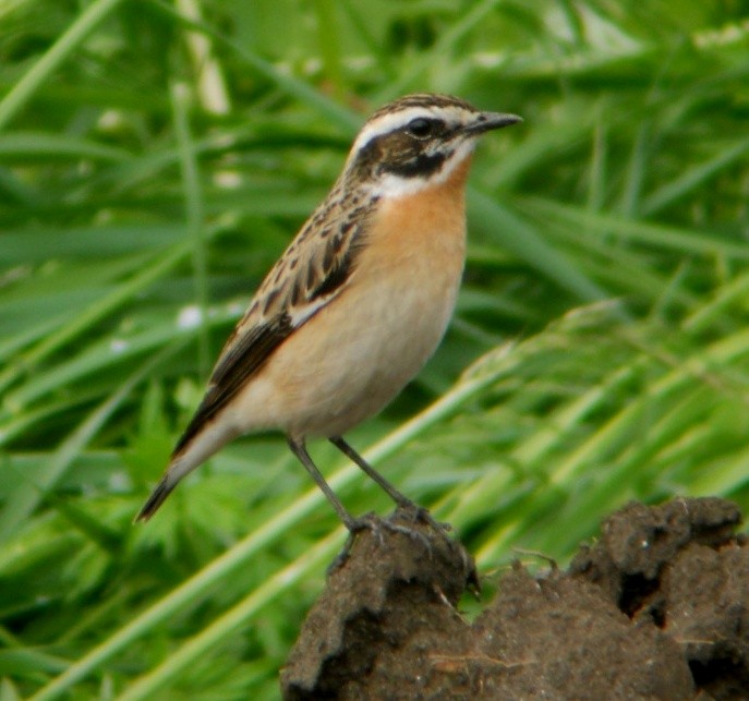 Whinchat - Andreas Täschler