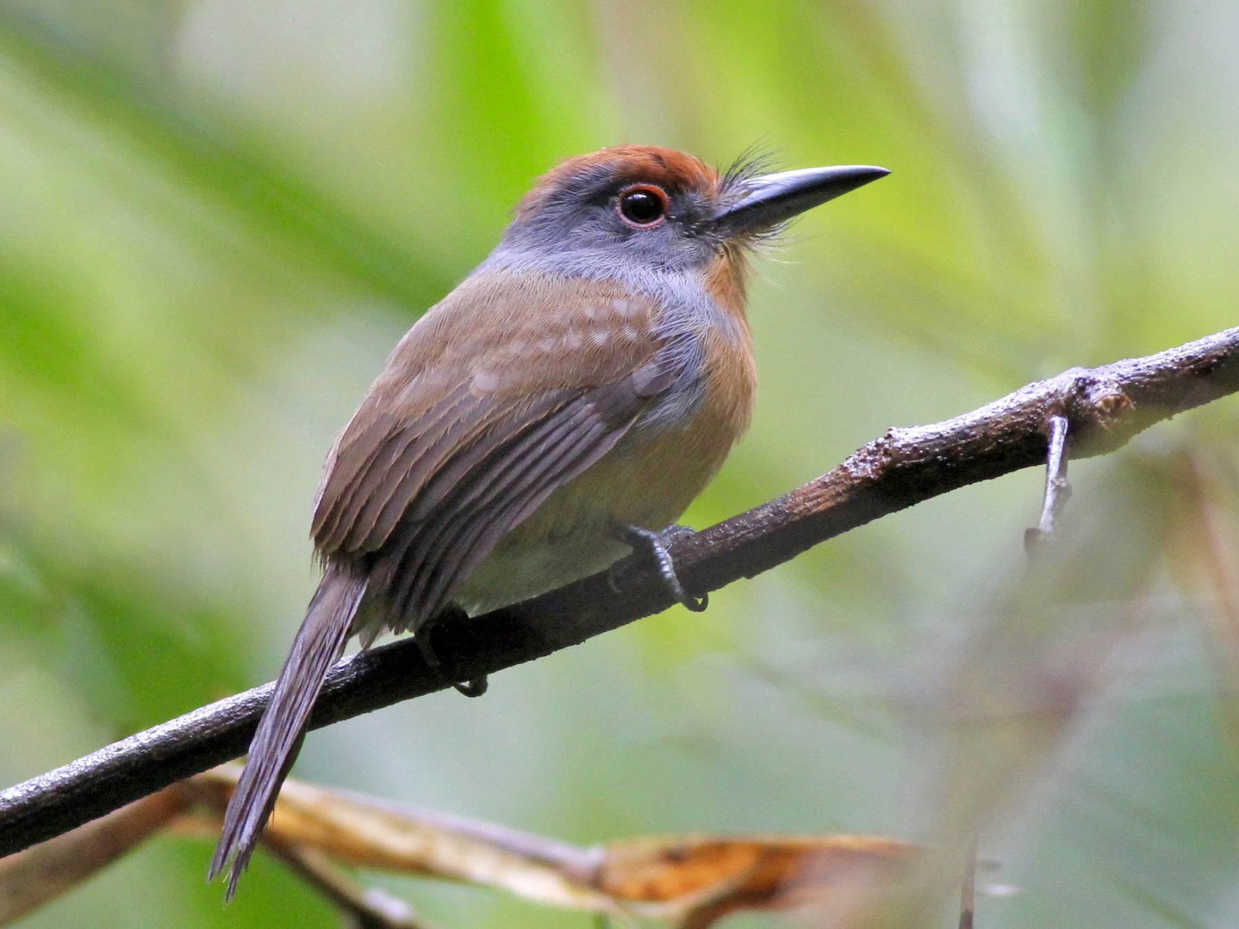 Rufous-capped Nunlet - Alex Wiebe