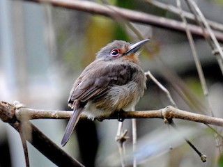 Monjilla de Sclater - eBird