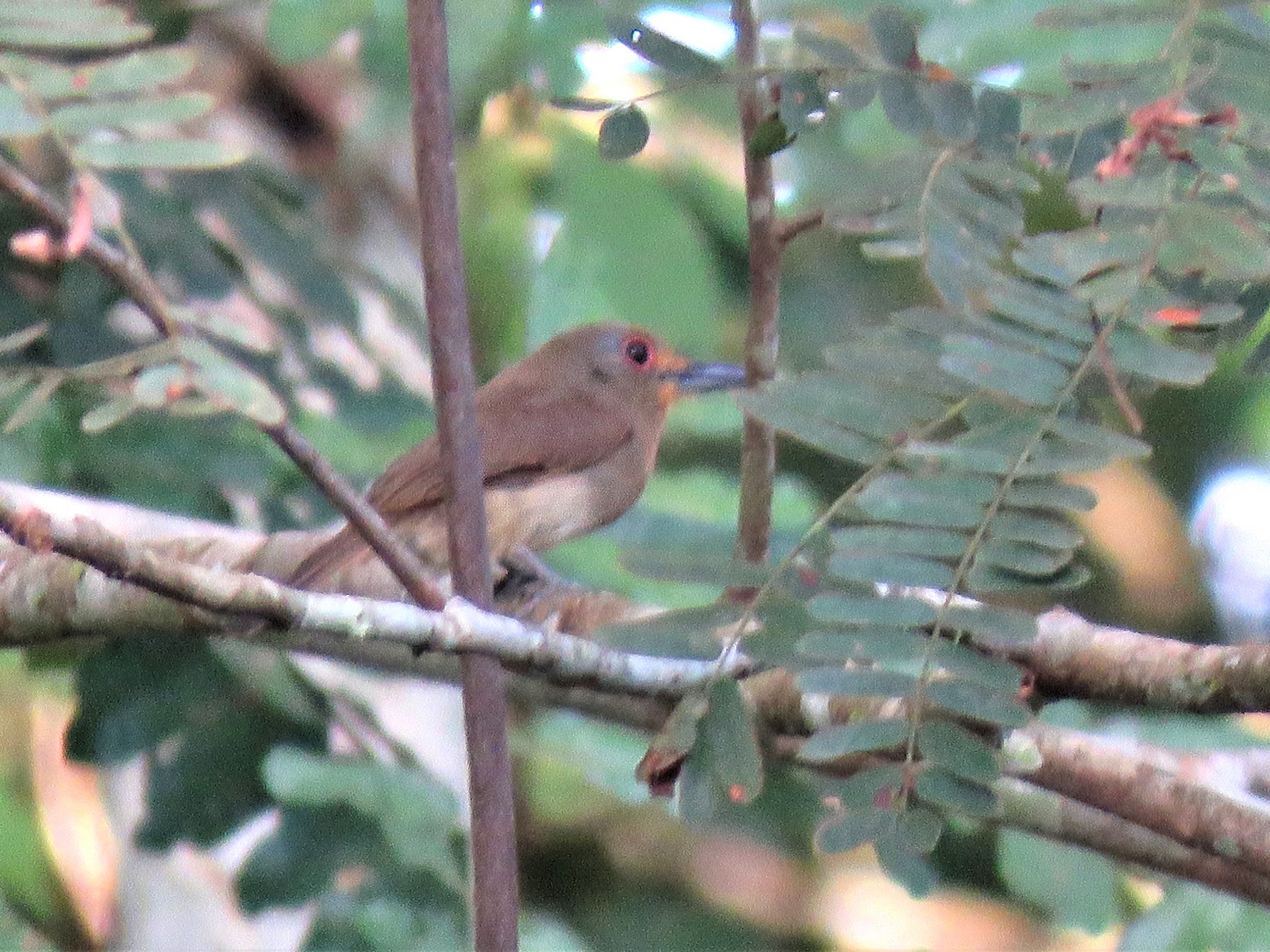 Fulvous-chinned Nunlet - Edi Chirinos
