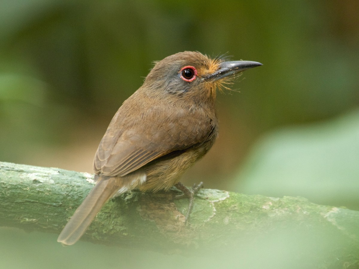 Fulvous-chinned Nunlet - Nonnula sclateri - Birds of the World