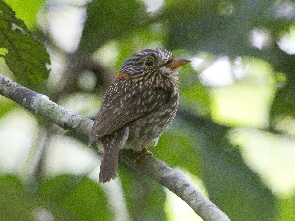 Semicollared Puffbird - Gordon Dimmig