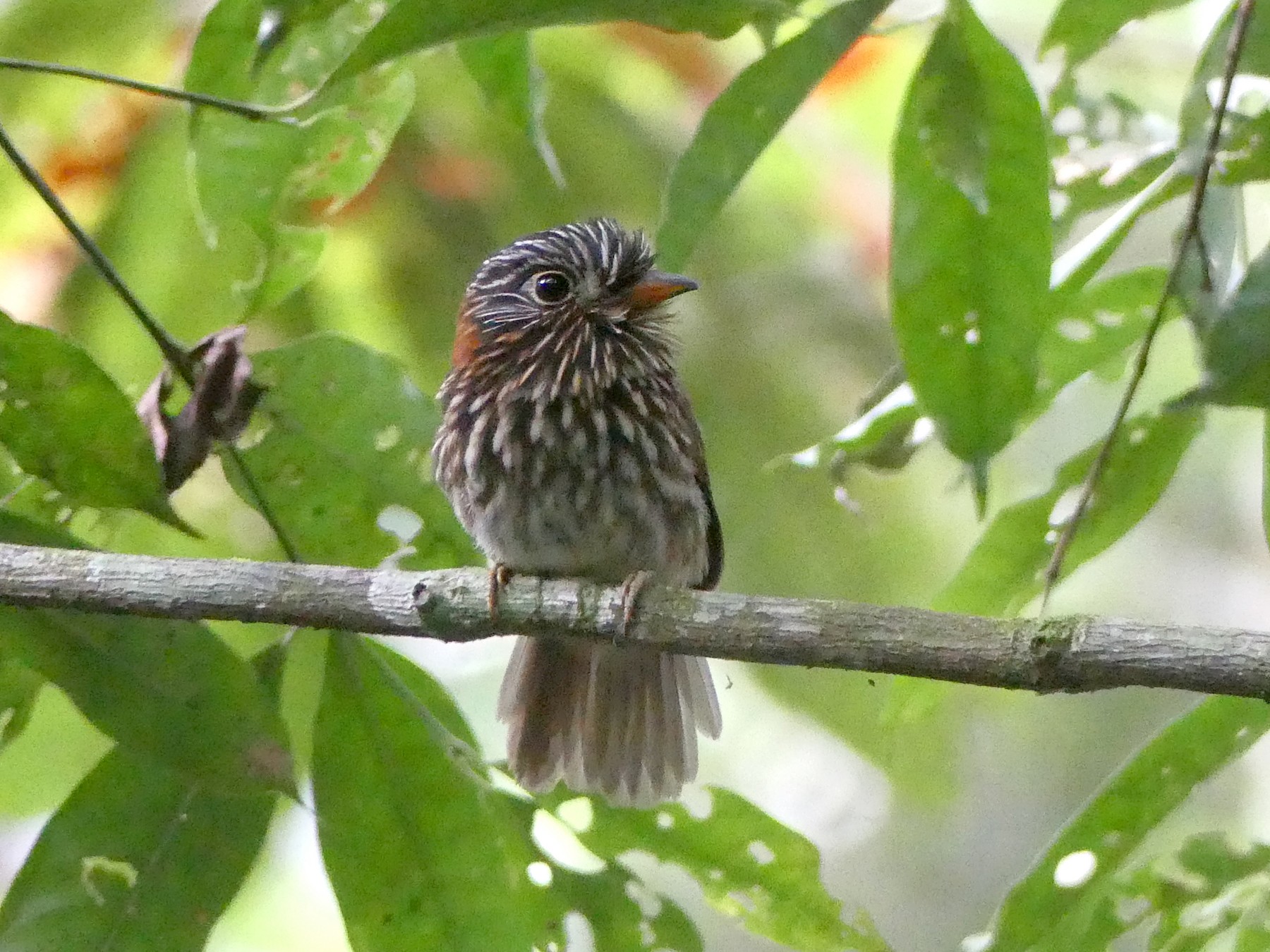 Semicollared Puffbird - Dan Rabosky