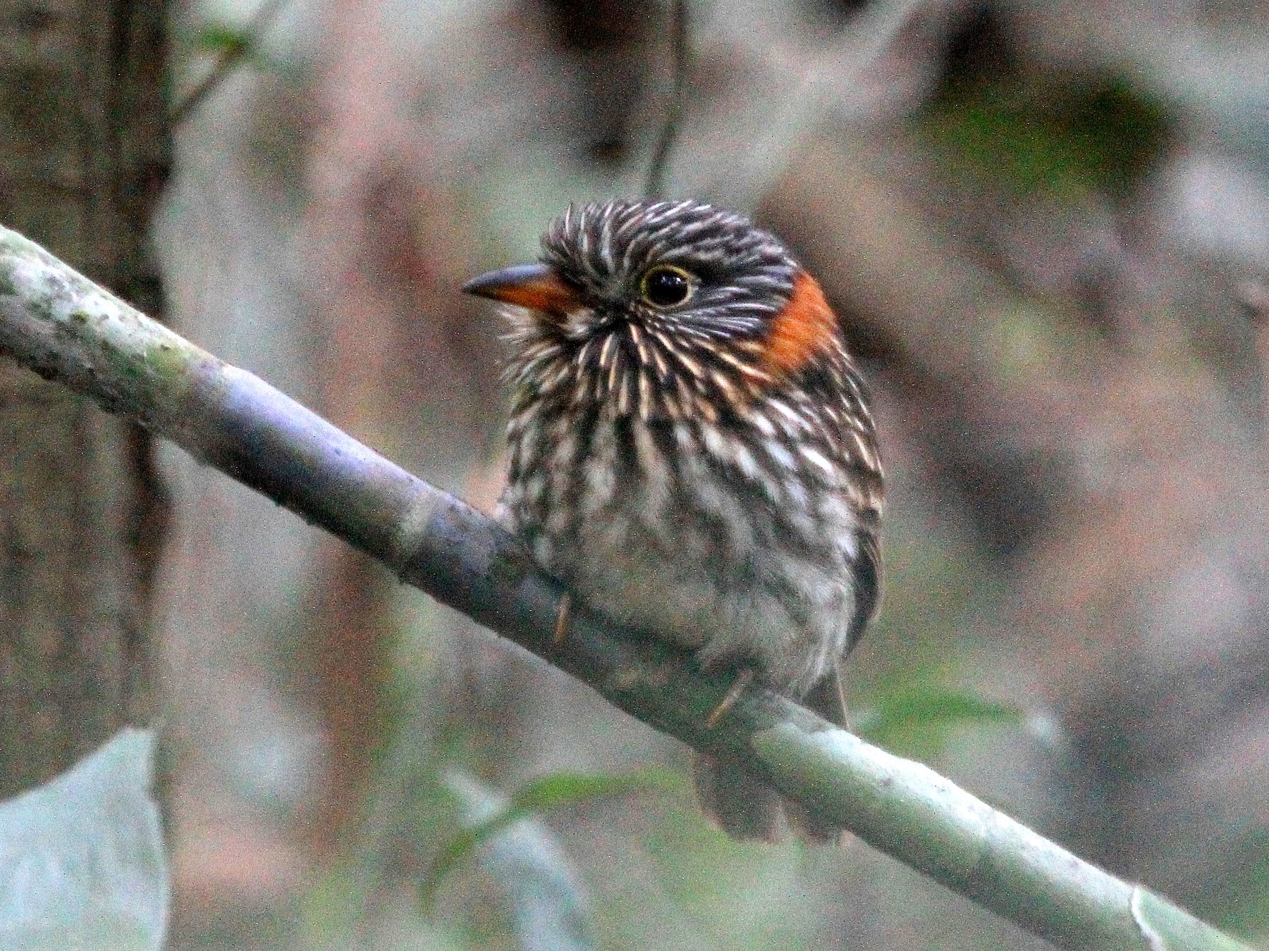 Semicollared Puffbird - Stephen Gast