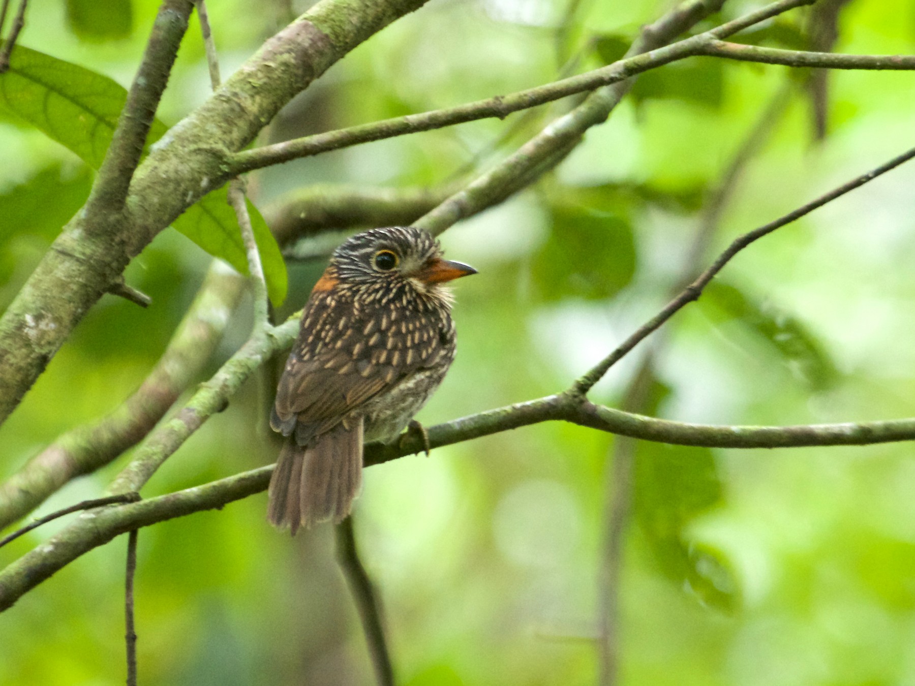 Semicollared Puffbird - Will Sweet