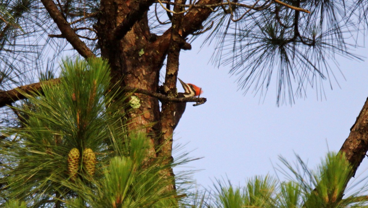 Pileated Woodpecker - ML164722211