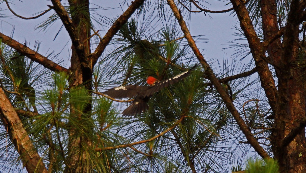 Pileated Woodpecker - ML164722221