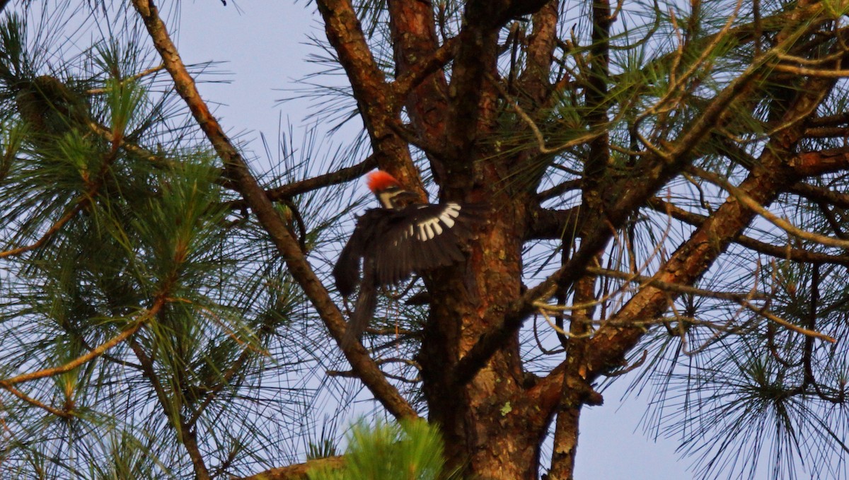 Pileated Woodpecker - Skipper Anding