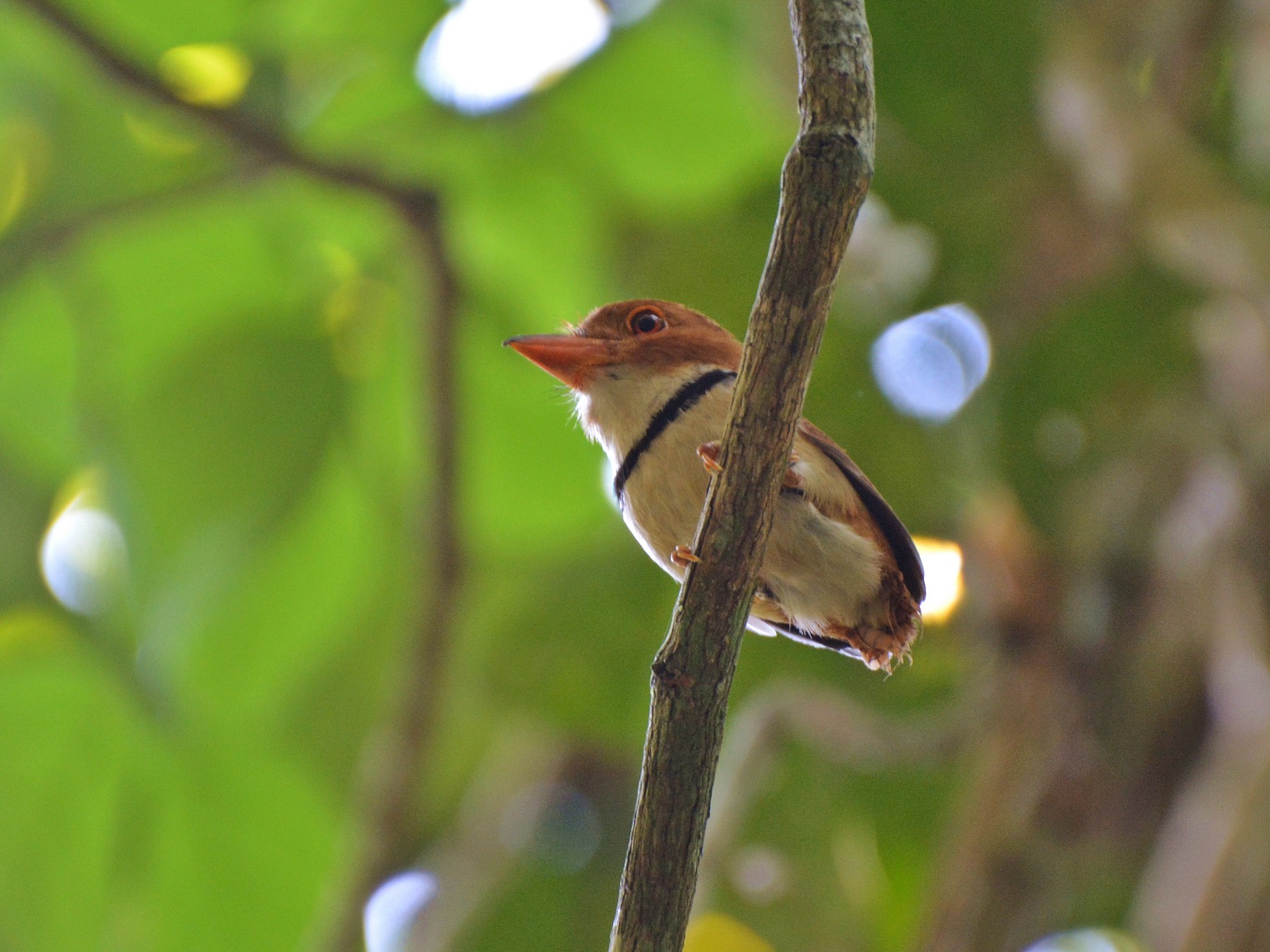 Collared Puffbird - eBird