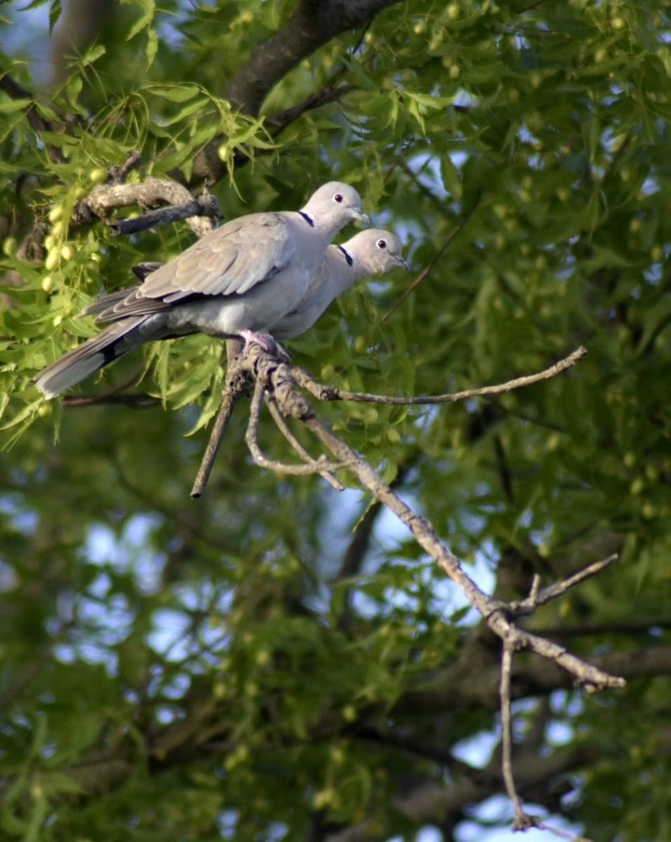 Eurasian Collared-Dove - Coimbatore Nature Society