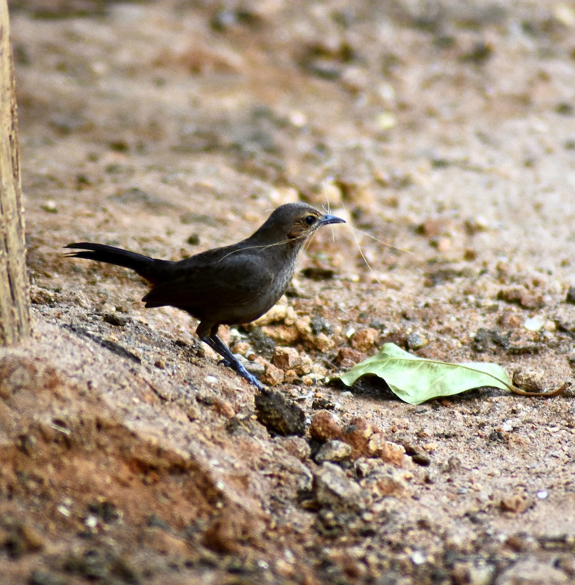 Indian Robin - Coimbatore Nature Society