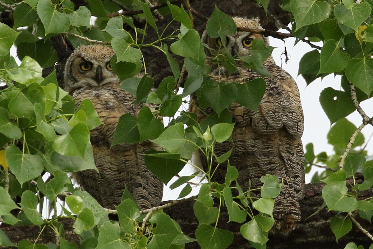 Great Horned Owl - ML164725361