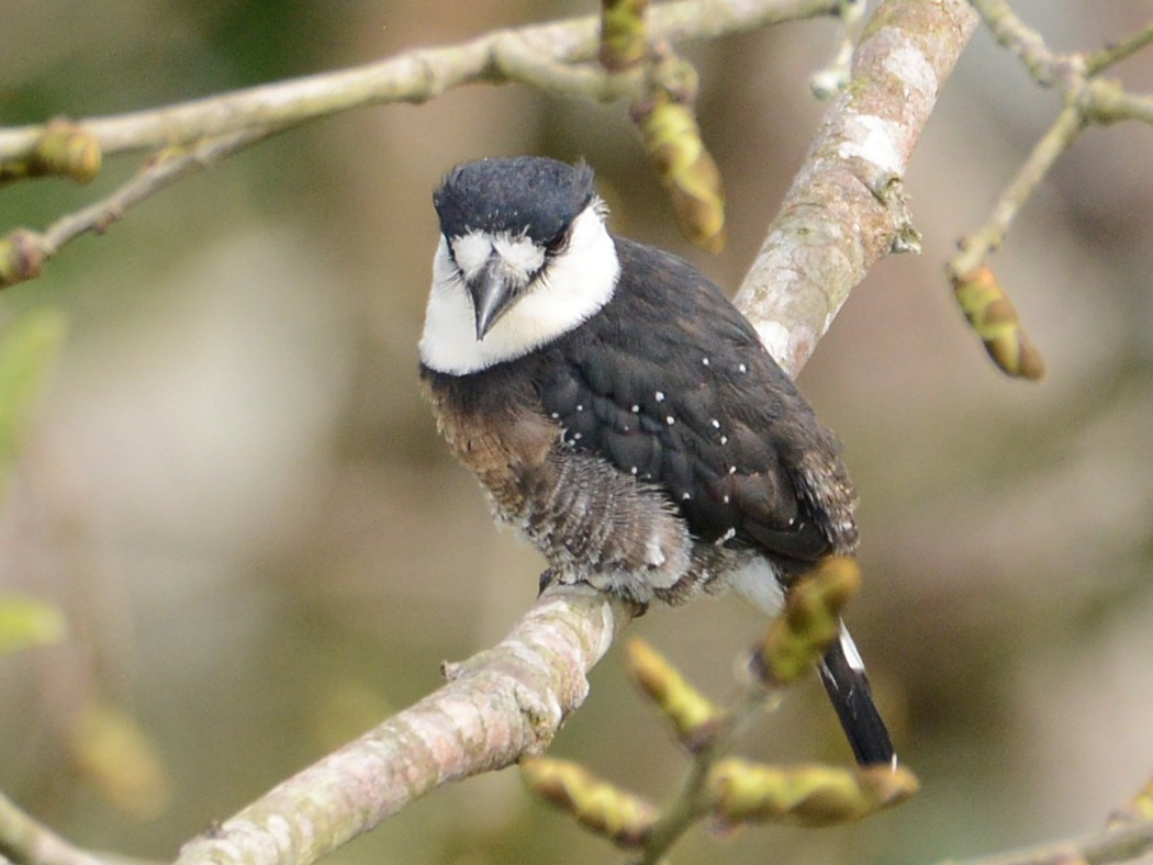 Brown-banded Puffbird - Alan Van Norman