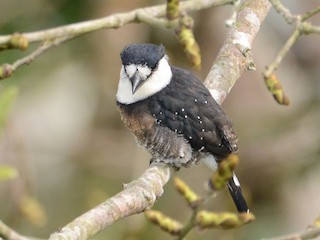  - Brown-banded Puffbird