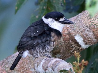  - Brown-banded Puffbird