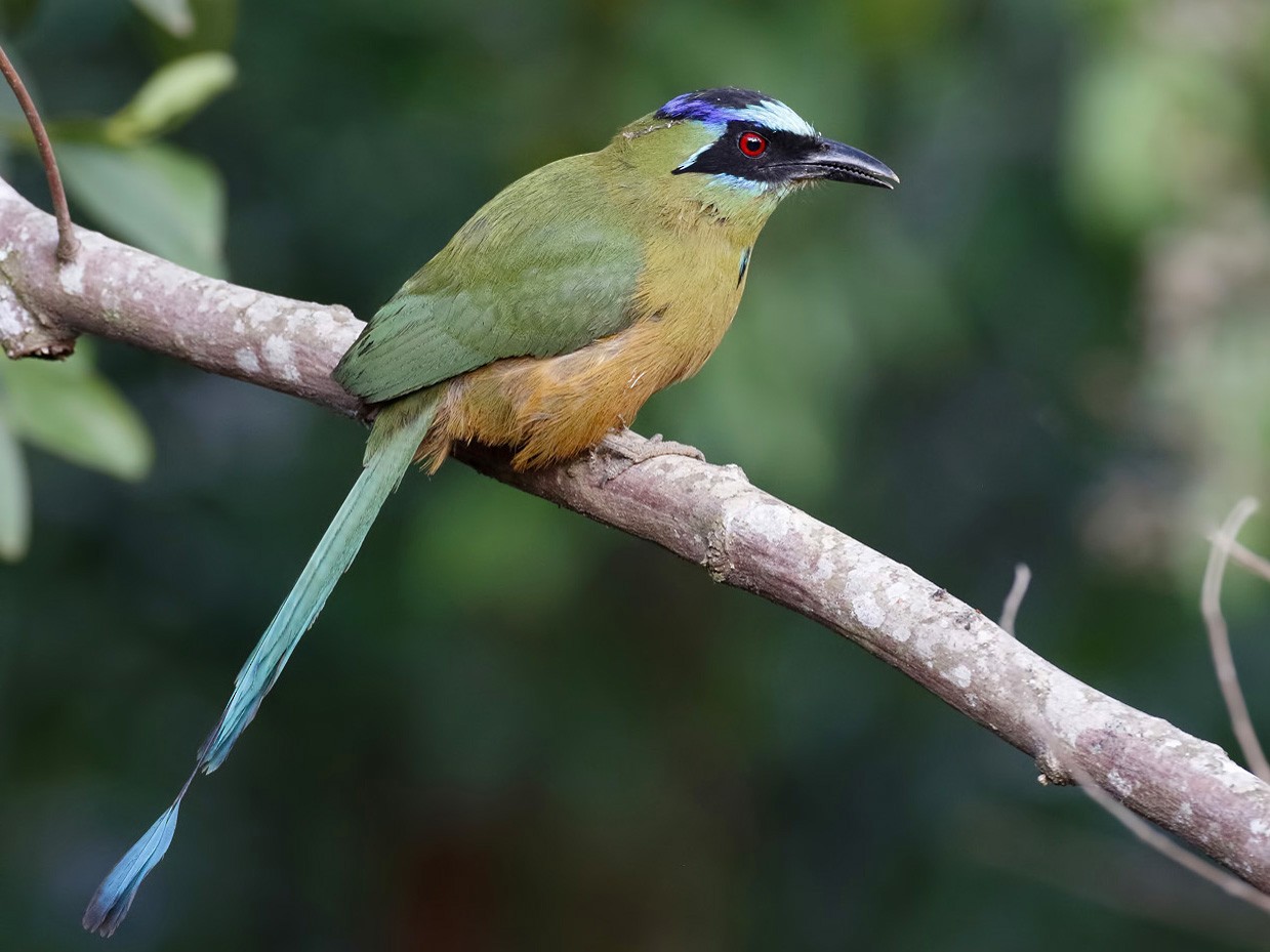 Amazonian Motmot - Dave Curtis