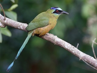  - Amazonian Motmot