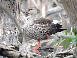 Indian Spot-billed Duck, ML164730901