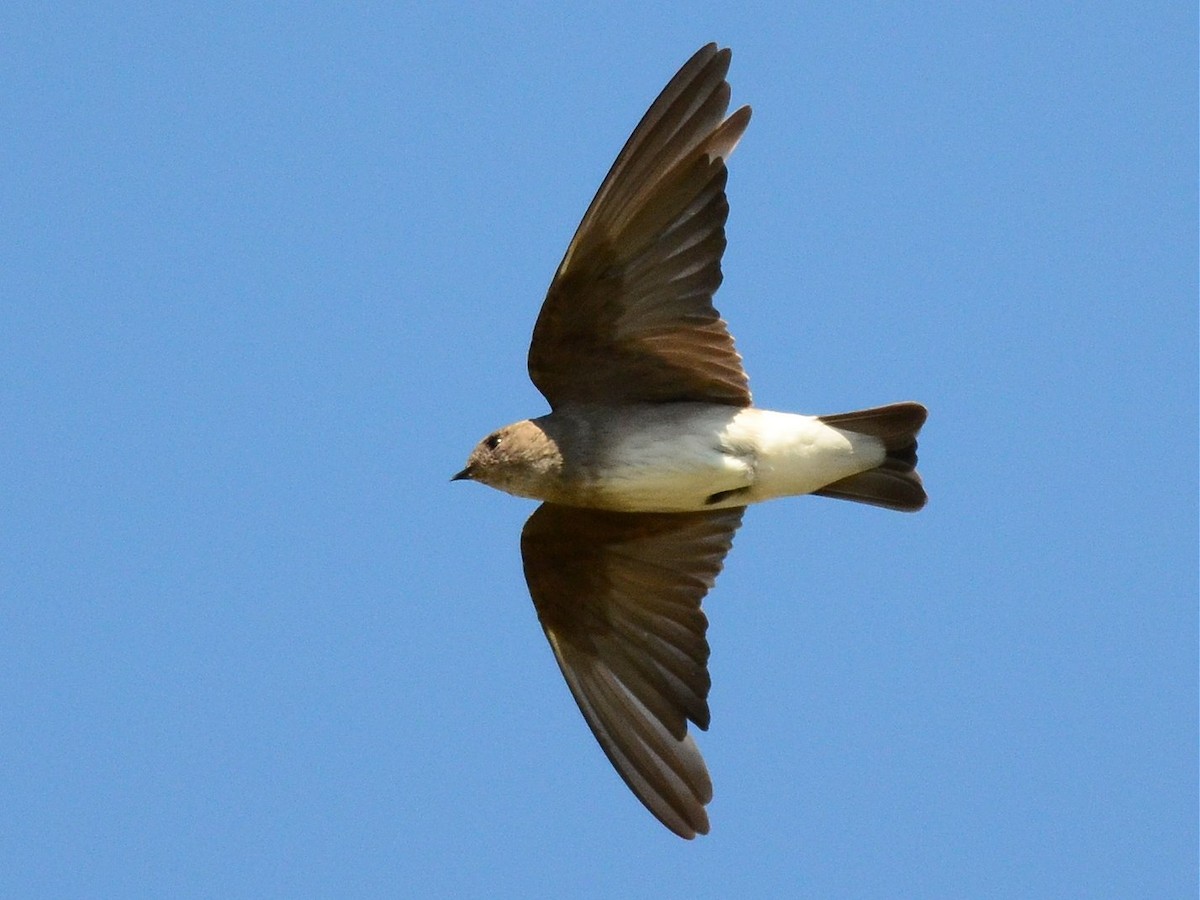 Northern Rough-winged Swallow - Jerry Chen