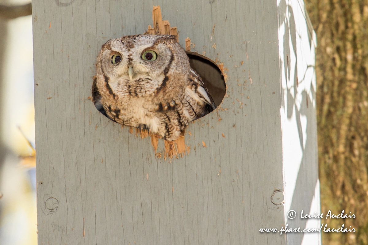 Eastern Screech-Owl - Louise Auclair