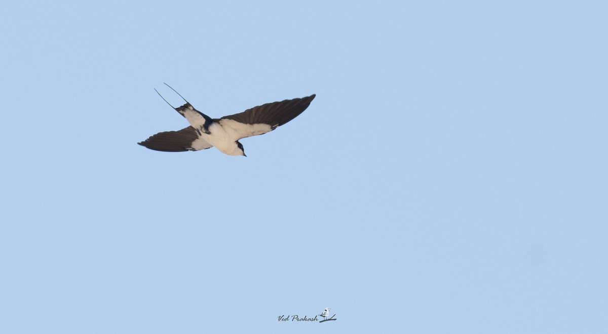 Wire-tailed Swallow - Ved Prakash