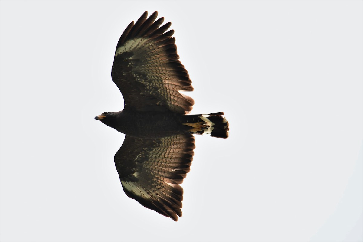Common Black Hawk - John Kuenzli