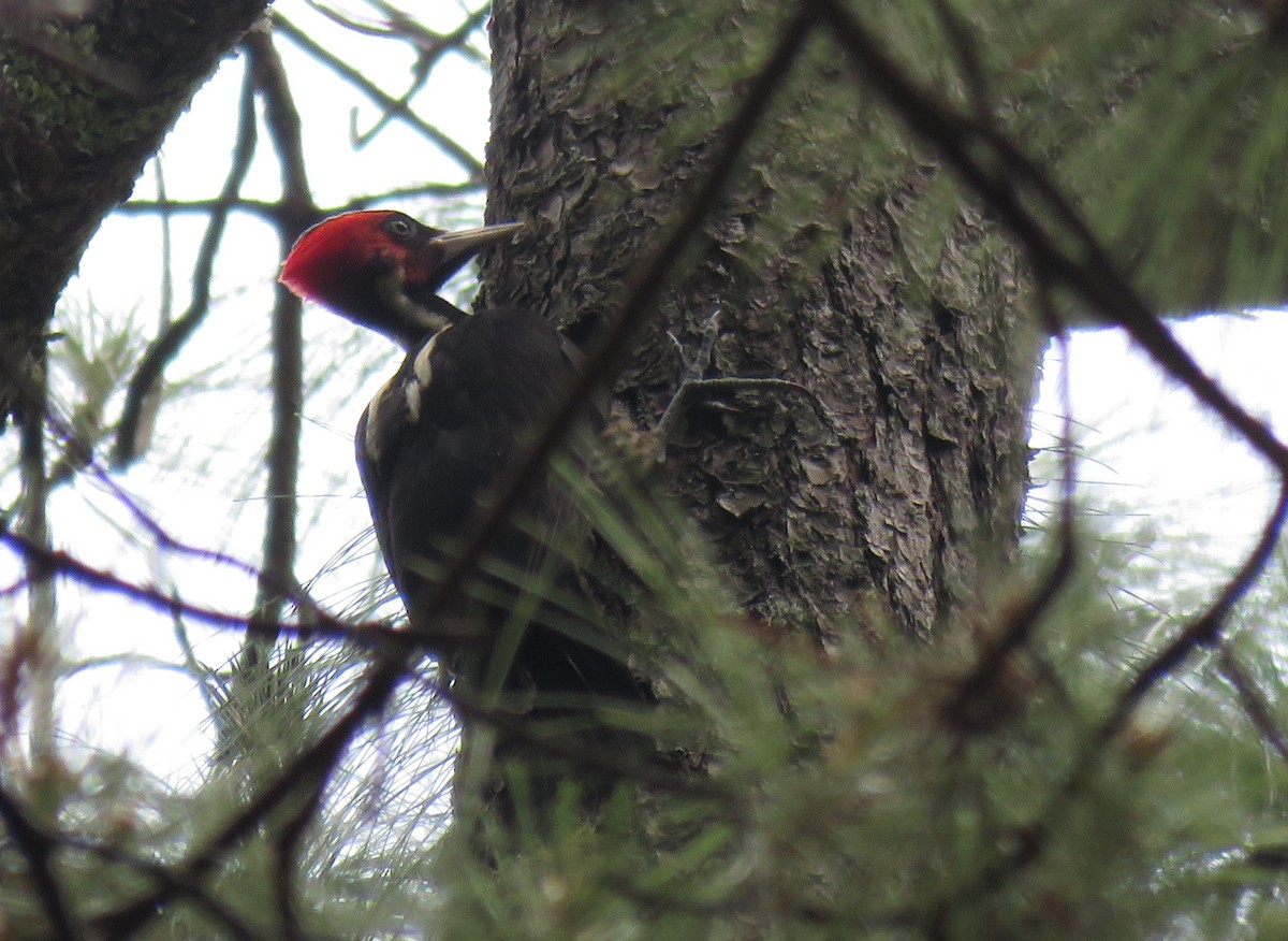 Pale-billed Woodpecker - ML164742791