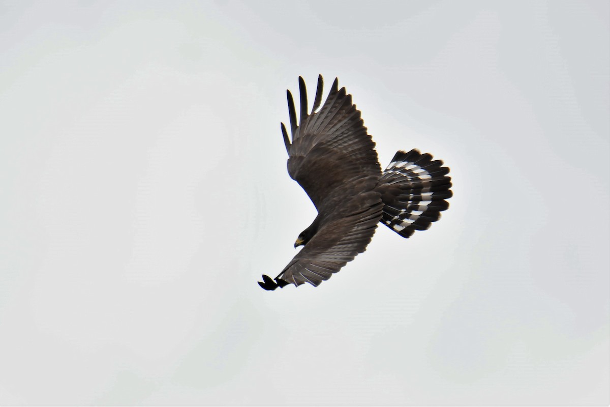Zone-tailed Hawk - ML164743341