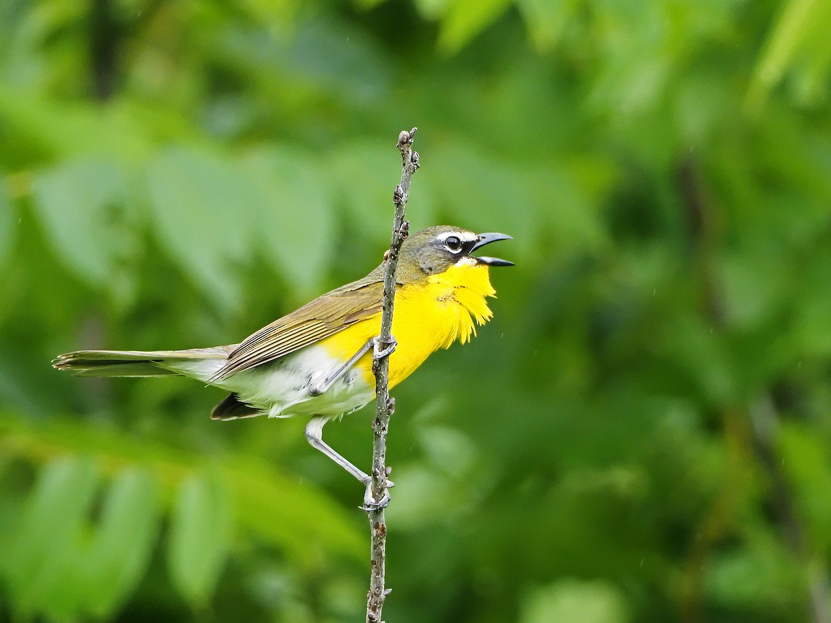 Yellow-breasted Chat - ML164743381