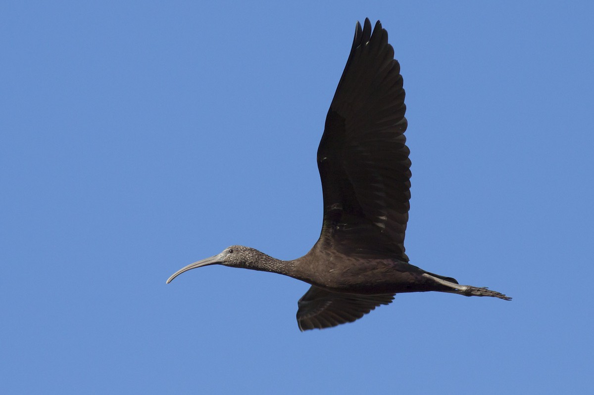 ibis hnědý - ML164744611