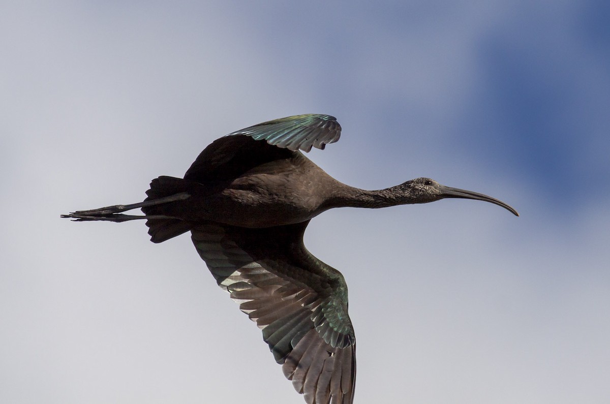 ibis americký - ML164744651