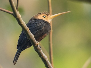  - White-throated Jacamar