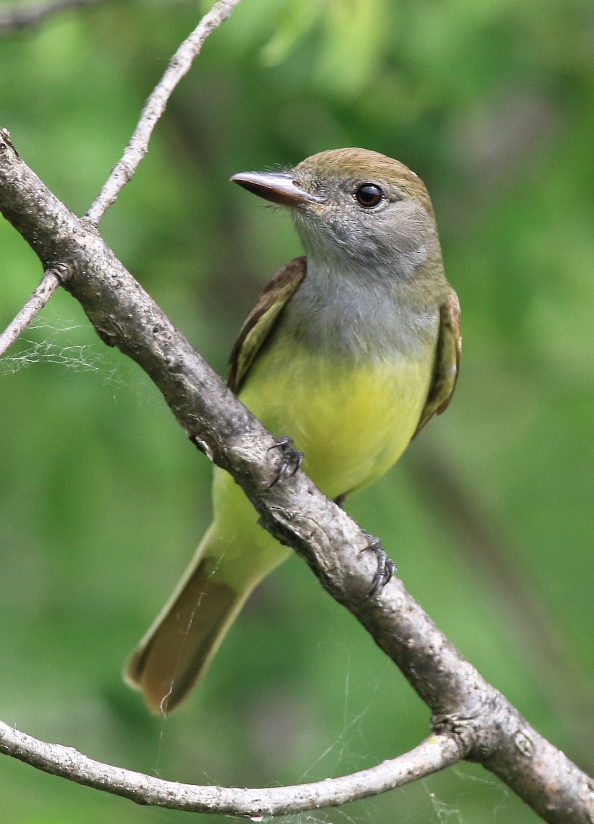 Great Crested Flycatcher - ML164749071