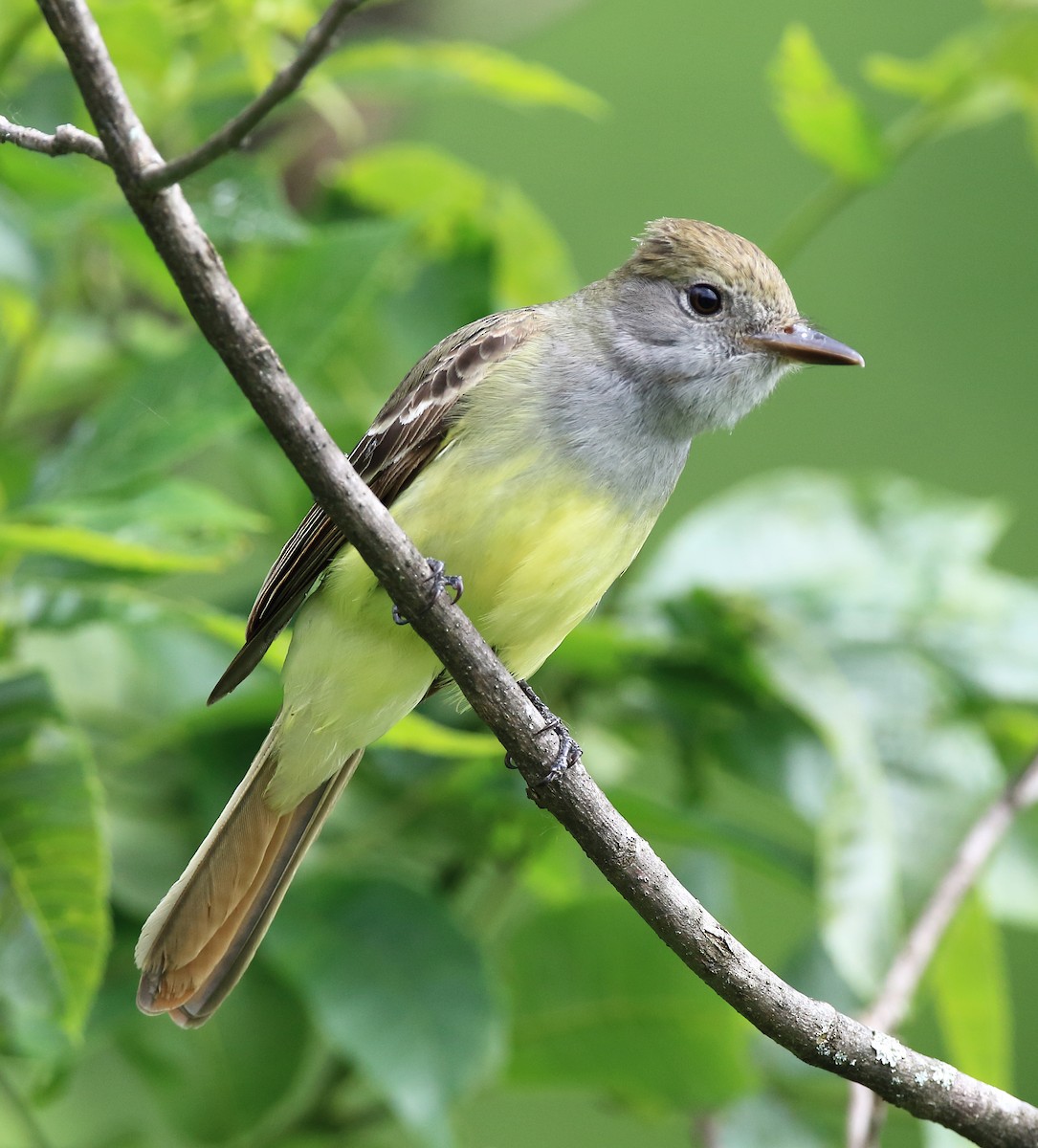 Great Crested Flycatcher - ML164749081