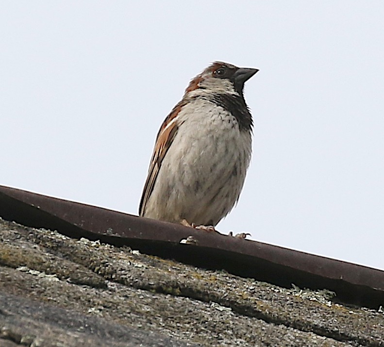 House Sparrow - Steve Rae