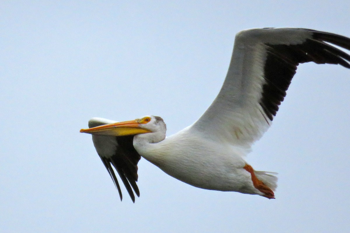 American White Pelican - Dan Winkler