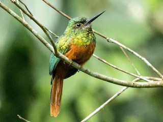  - Bluish-fronted Jacamar