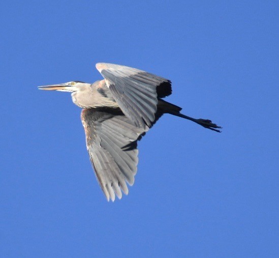 Great Blue Heron - Larry Langstaff