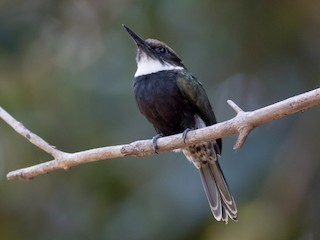 Jacamará Colilargo - eBird